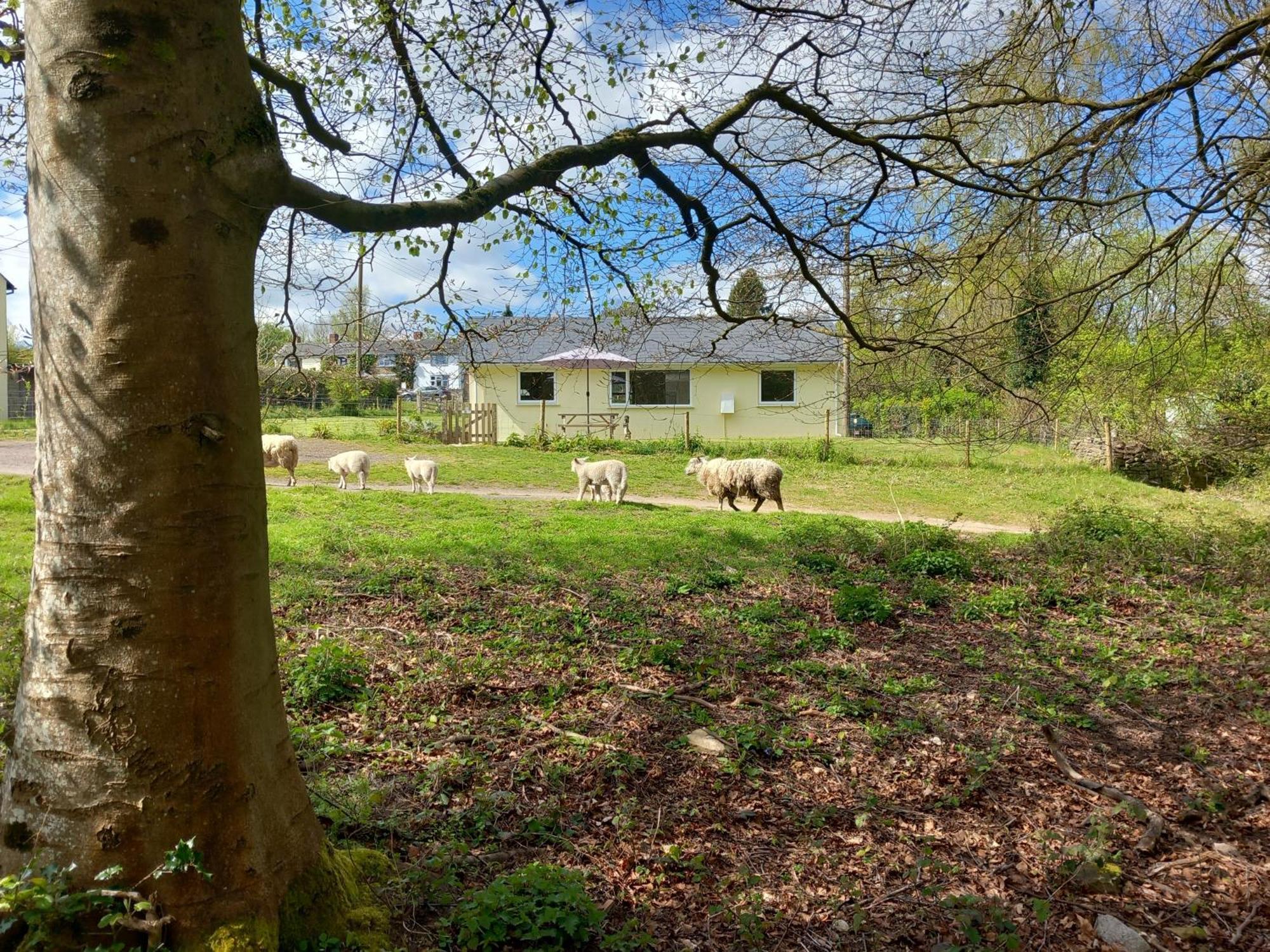 The Bungalow, Forest Of Dean Coleford  Exterior foto